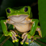 Load image into Gallery viewer, Michigan, September 10-14: Embody Your Inner Flame Kambo Retreat